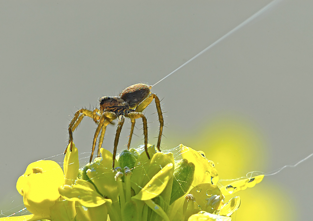 Pardosa sp.